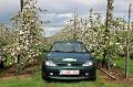 MG Bloesemrit op 24-4-2016 org. Jos&Marie-lou  (261)